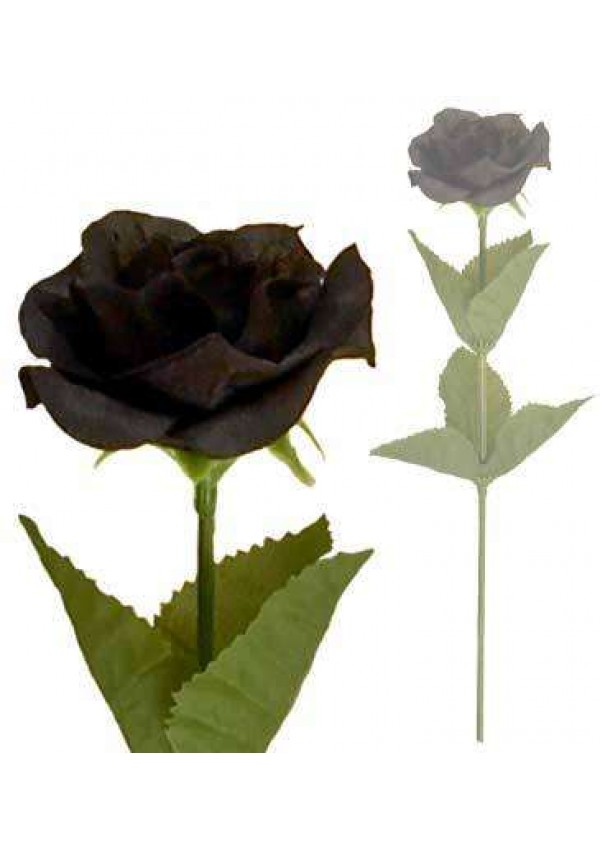 Single Black Rose