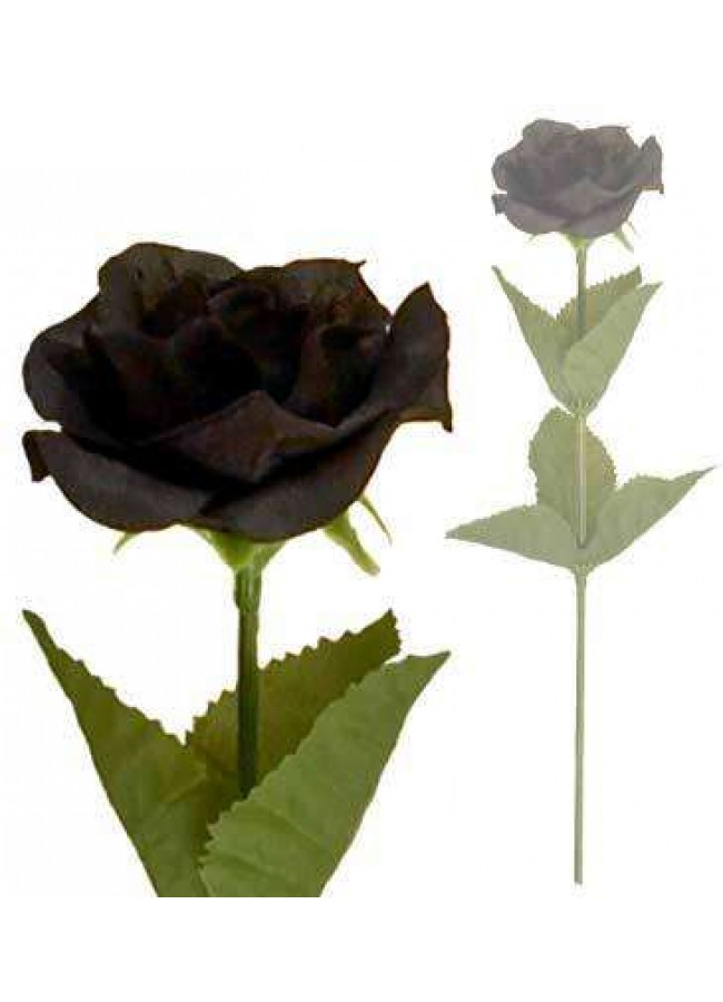 black rose