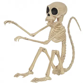 Monkey Skeleton Posable Prop